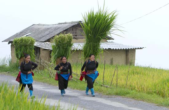 Ngắm mùa vàng trên vùng cao Bát Xát