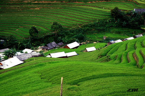 Mù Cang Chải vào thu