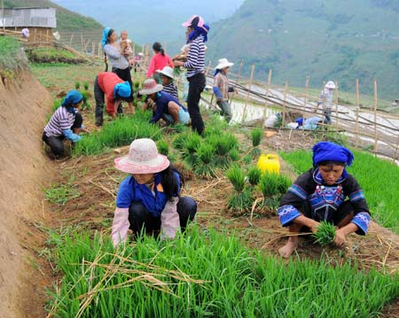 Nhịp điệu ngày mùa ở vùng cao Bát Xát