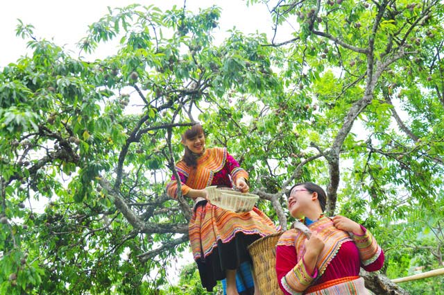 Mận Tam hoa Bắc Hà tấp nập vào mùa