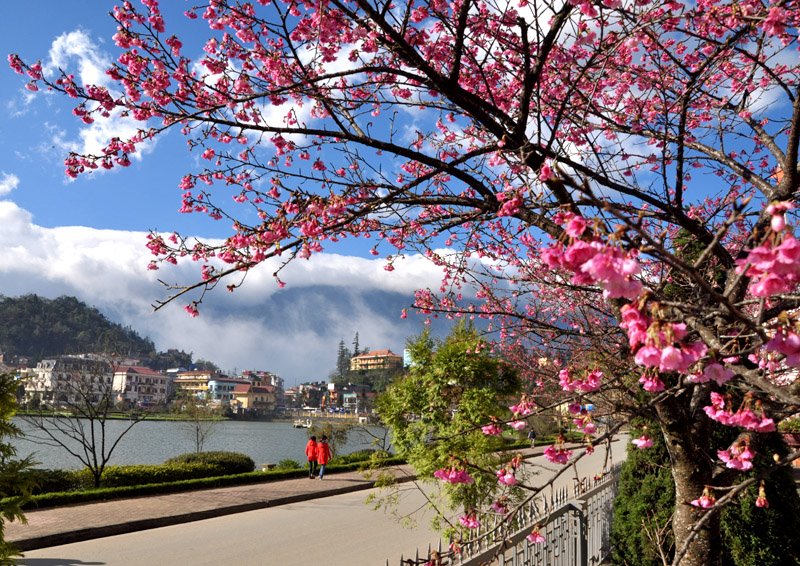  3.000 cây hoa Anh đào sẽ được trồng tại Sa Pa để thúc đẩy du lịch