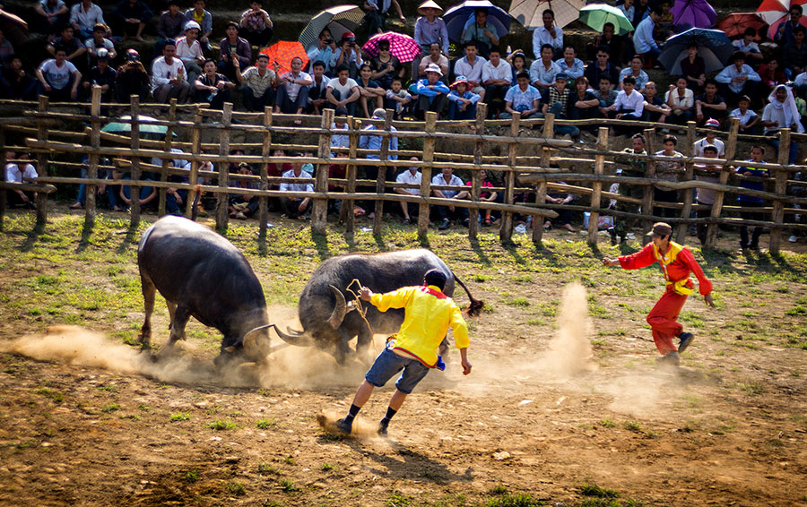 32 trâu chọi tham gia hội chọi trâu Bảo Hà năm 2016
