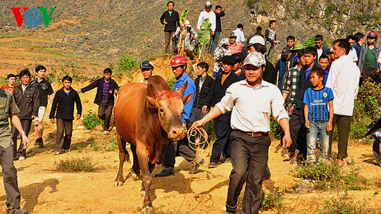 Độc đáo Lễ hội chọi bò chợ tình Khau Vai