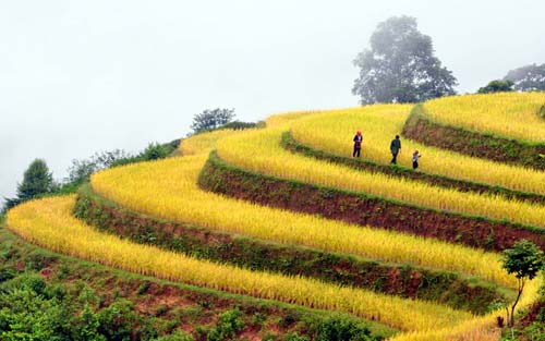 Vẻ đẹp ruộng bậc thang Hoàng Su Phì mùa lúa chín