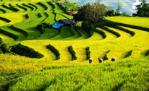 Mùa thu trên núi rừng Sapa