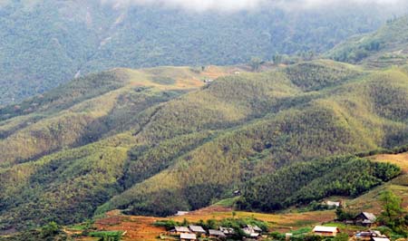 Tả Van (Sa Pa): Bướm vàng xuất hiện dày đặc