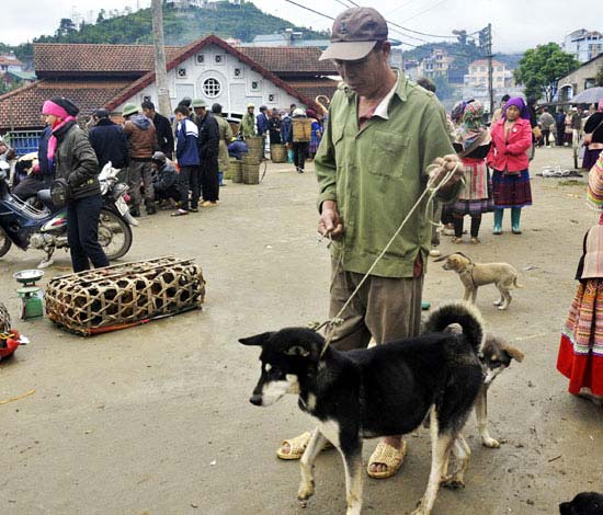 Độc đáo chợ “khuyển” ở Bắc Hà