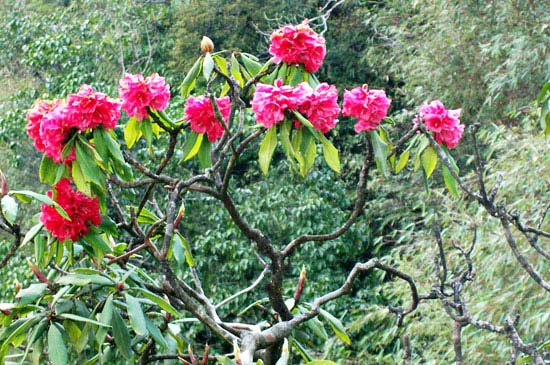 Hoa đỗ quyên khoe sắc trên triền núi Hoàng Liên