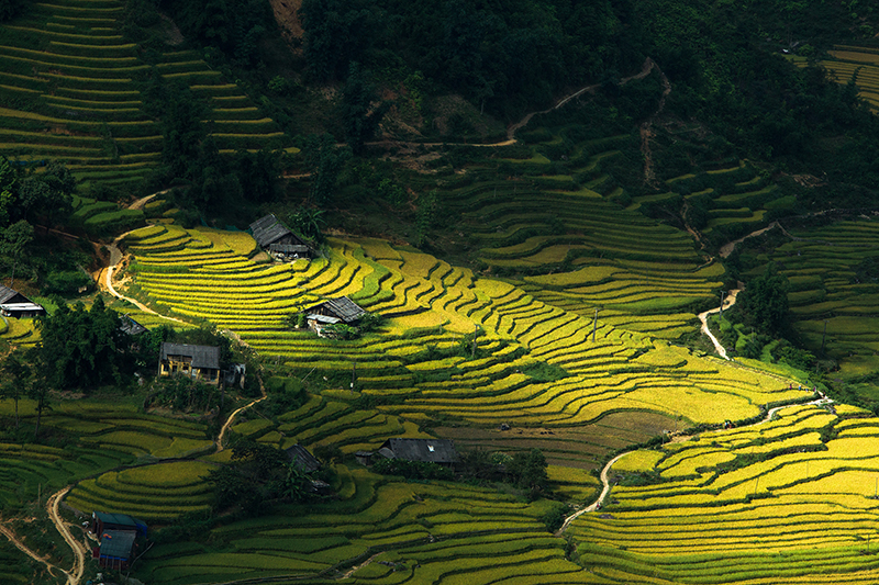 Ruộng bậc thang Sapa vào top điểm đến muốn nhìn thấy buổi sáng