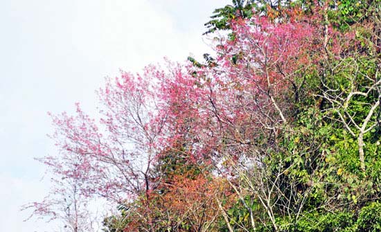 Ngắm đào núi Bắc Hà nở sớm