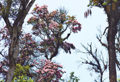 Vẻ đẹp hoa đỗ quyên trên rừng già Ý Tý