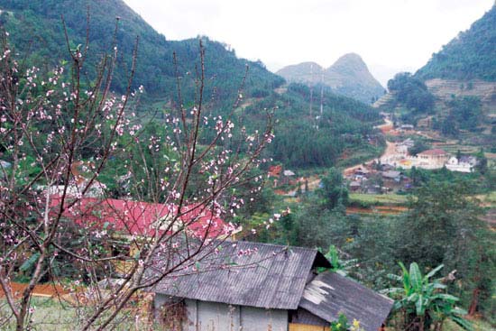 Lên Si Ma Cai ngắm hoa đào nở sớm