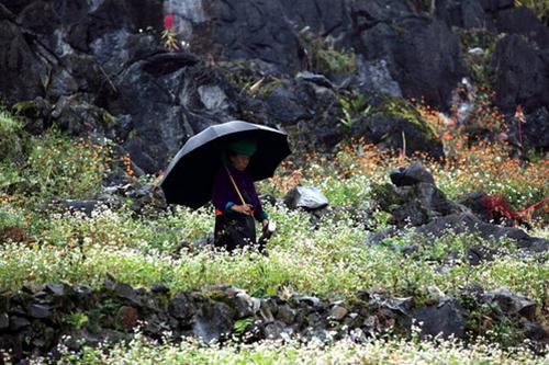 Mùa tam giác mạch