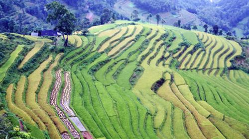 Rong ruổi trên những thửa ruộng bậc thang