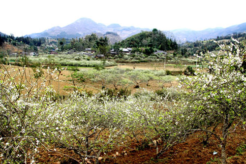 Lung linh cao nguyên trắng Bắc Hà