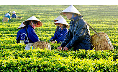Mộc Châu quyến rũ