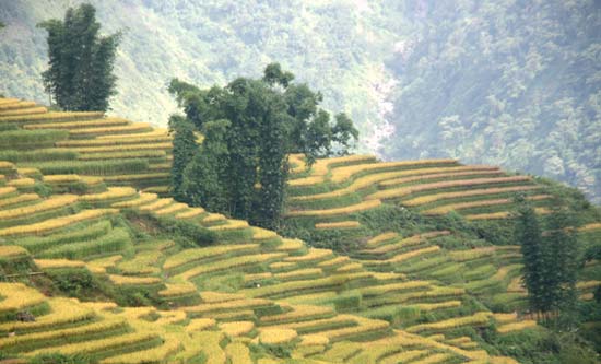 Ngải Thầu vào mùa lúa chín
