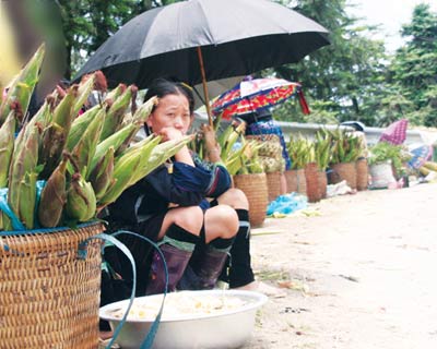 Sa Pa mùa ngô nếp nương