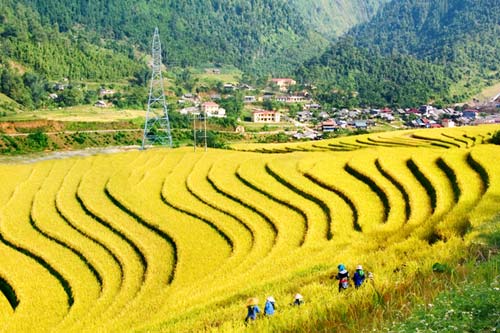 Phượt theo lịch lúa chín vùng Tây Bắc
