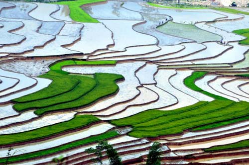 Mù Cang Chải quyến rũ mùa nước đổ