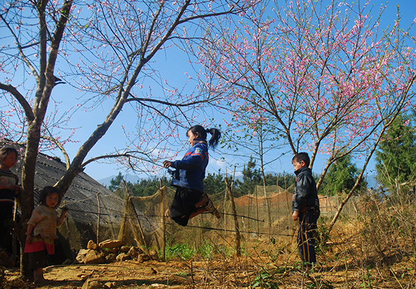  Vẻ đẹp đào phai Sa Pa