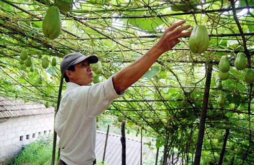 Sa Pa: Manh nha loại hình “du lịch su su”