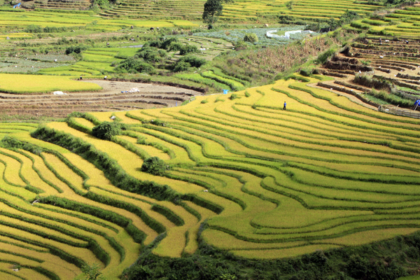 Du lịch Sa Pa mùa vàng tháng 9