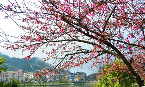 Sa Pa vào top 9 điểm đến hấp dẫn năm 2015