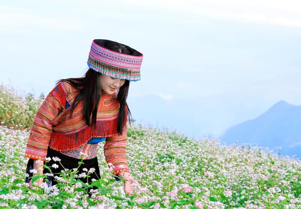 Lên Fansipan Legend  ngắm  vẻ đẹp hoa  tam giác mạch 