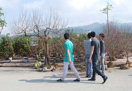 Chùm ảnh: Dạo qua chợ hoa Xuân TP Lào Cai