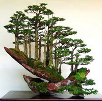 Vườn Bonsai Hoàng Nguyên Sa pa