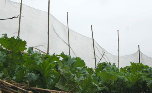 Quà đặc sản của người Mông Sapa