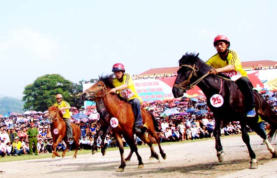 Trước ngày khai mạc Giải đua ngựa Bắc Hà 2012: “Cơn sốt” săn chiến mã ở “cao nguyên trắng”