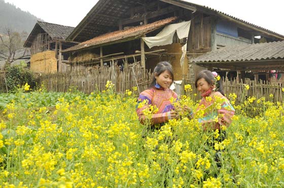 Đến Dìn Chin ngắm hoa cải vàng