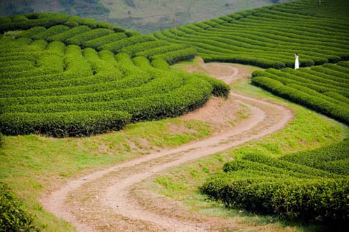 Những đồi chè xanh mướt ở miền bắc