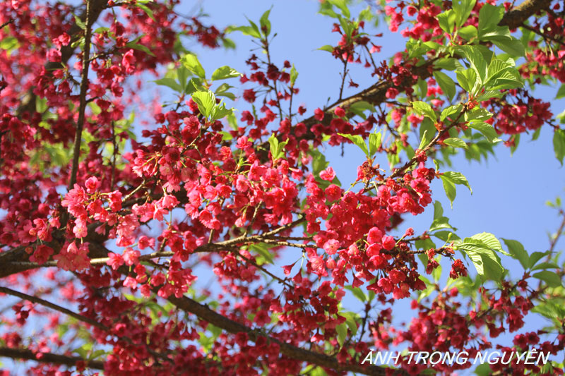 Chùm ảnh hoa Anh đào Sa pa 2014