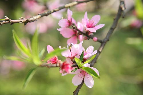 Sapa Bốn Mùa Hoa Trái
