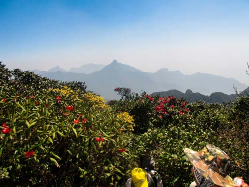 Sắc đỗ quyên trên dãy Hoàng Liên Sơn