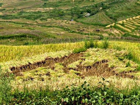 Rực vàng Sa Pa - nơi gặp gỡ đất trời