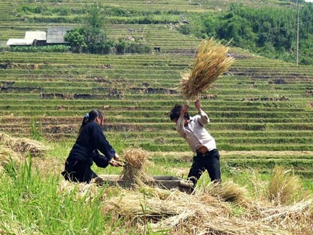 Rực vàng Sa Pa - nơi gặp gỡ đất trời
