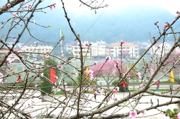 Lên vùng cao ngắm hoa đào nở sớm