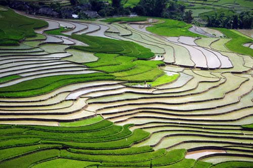 Đến Tú Lệ ngắm ruộng bậc thang mùa đổ nước