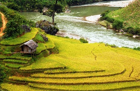 Tây Bắc mùa lúa chín
