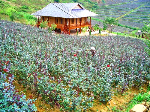 Thung lũng Hoa Hồng Sapa