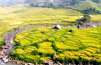 Ruộng bậc thang Sa Pa được công nhận là Di tích quốc gia