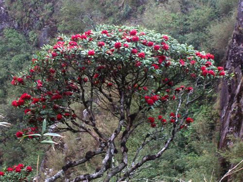 Lễ hội hoa đỗ quyên tháng 4/2017