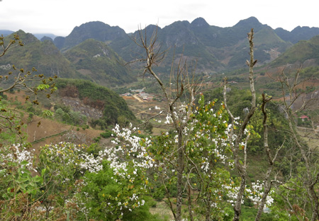 Những vạt rừng hoa ban nở lưng chừng núi bao bọc các bản người Thái.