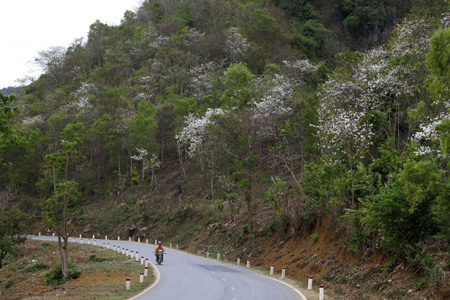 Rừng hoa ban ven đường.