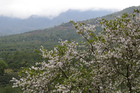 Những vạt hoa ban nở bao quanh thung lũng Mường Ảng (Điện Biên) trù phú.