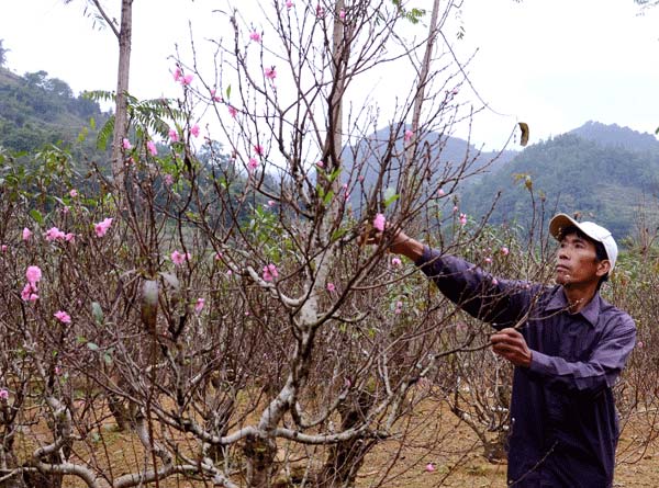 Vườn đào Bắc Hà cũng đua nhau nở rộ.